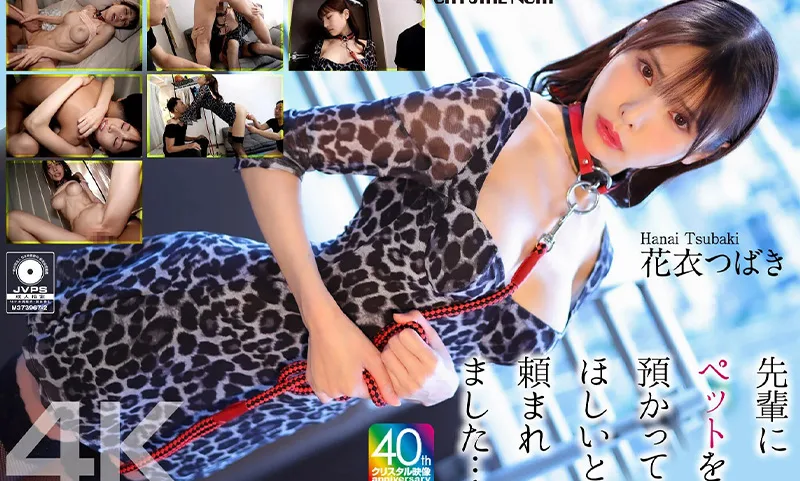 花衣椿🥘10月新作丨2025🐍